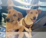 Small #2 Labrador Retriever Mix