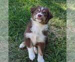 Puppy 1 Miniature Australian Shepherd