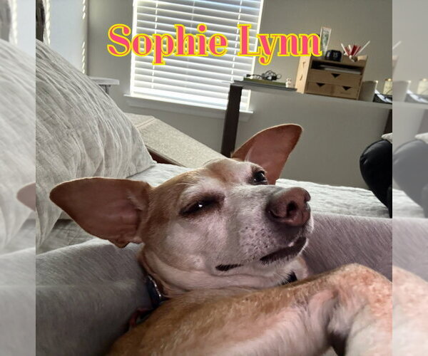 Medium Photo #52 Chiweenie Puppy For Sale in San Antonio, TX, USA
