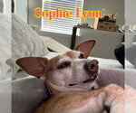 Small #51 Chiweenie
