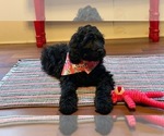 Small Photo #12 Irish Doodle Puppy For Sale in SUMNER, IA, USA