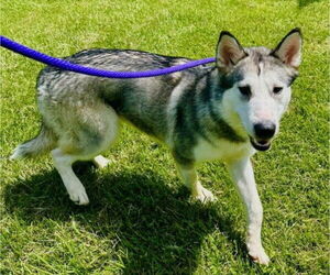 - Mix Dogs for adoption in Derwood, MD, USA