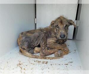Shepradors Dogs for adoption in Houston, TX, USA