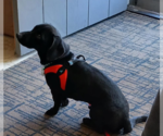 Small #3 Dachshund Mix