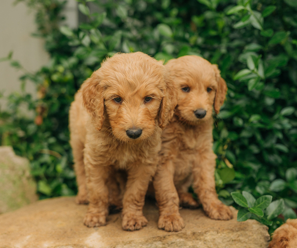 Medium Photo #12 Goldendoodle Puppy For Sale in PECK, KS, USA