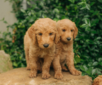 Small Photo #12 Goldendoodle Puppy For Sale in PECK, KS, USA