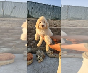 Double Doodle Puppy for sale in HESPERIA, CA, USA