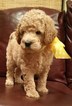 Small Photo #1 Australian Labradoodle Puppy For Sale in FRISCO, TX, USA