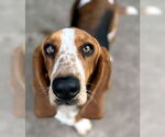 Small #4 Basset Hound