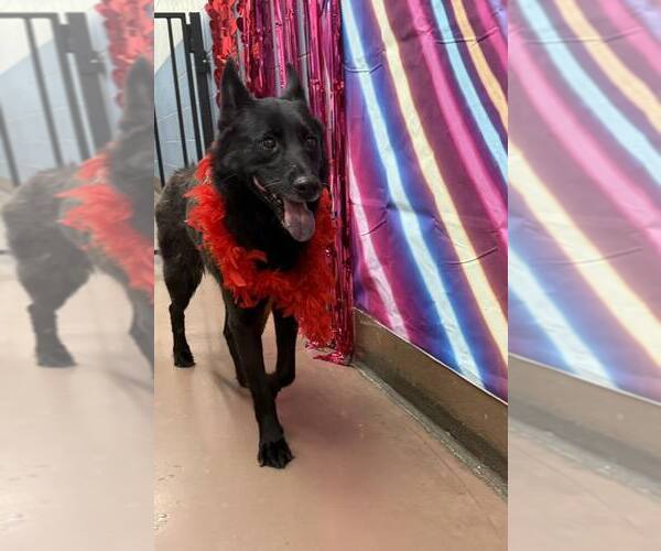 Medium Photo #8 German Shepherd Dog-Unknown Mix Puppy For Sale in Crete, IL, USA