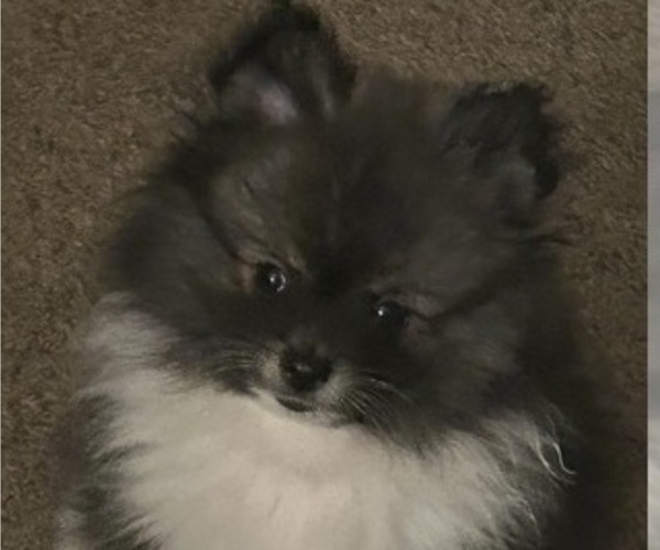 Medium Photo #1 Pomeranian Puppy For Sale in HARRISVILLE, MI, USA