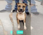 Small #1 American Staffordshire Terrier