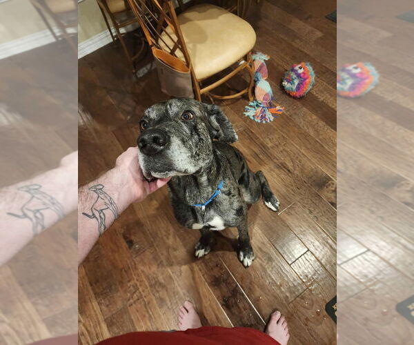 Medium Photo #10 Great Dane-Unknown Mix Puppy For Sale in Bullard, TX, USA