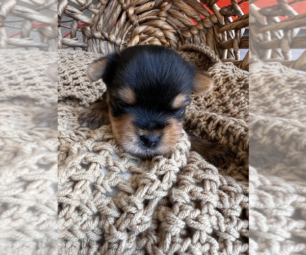 Medium Photo #4 Yorkshire Terrier Puppy For Sale in GILBERT, AZ, USA