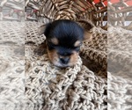 Small Photo #4 Yorkshire Terrier Puppy For Sale in GILBERT, AZ, USA
