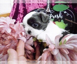 Shih Tzu Puppy for Sale in LEHIGH ACRES, Florida USA