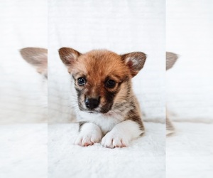 Pembroke Welsh Corgi Puppy for sale in SAN FRANCISCO, CA, USA