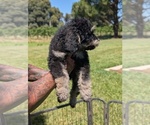 Small Photo #30 Bernedoodle-Golden Mountain Dog Mix Puppy For Sale in DAVIS, CA, USA
