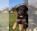 Puppy Pink Collar German Shepherd Dog