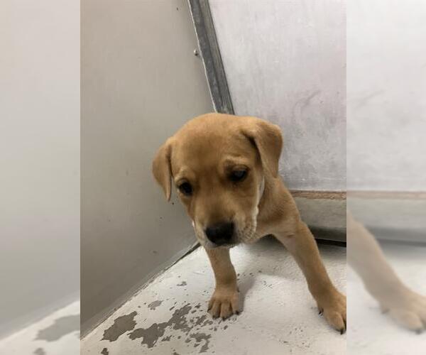 Medium Photo #1 Mutt Puppy For Sale in Conroe, TX, USA