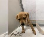 Small Mutt