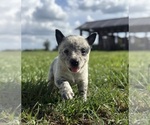 Small #2 Australian Cattle Dog