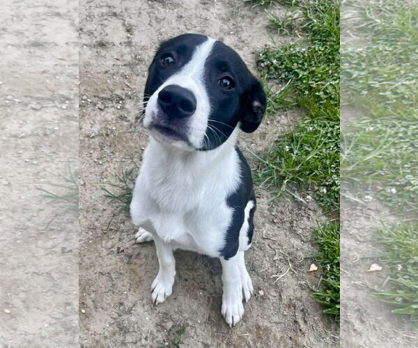 Medium Photo #5 Border Collie-Unknown Mix Puppy For Sale in Mount Laurel, NJ, USA