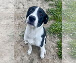 Small #4 Border Collie Mix