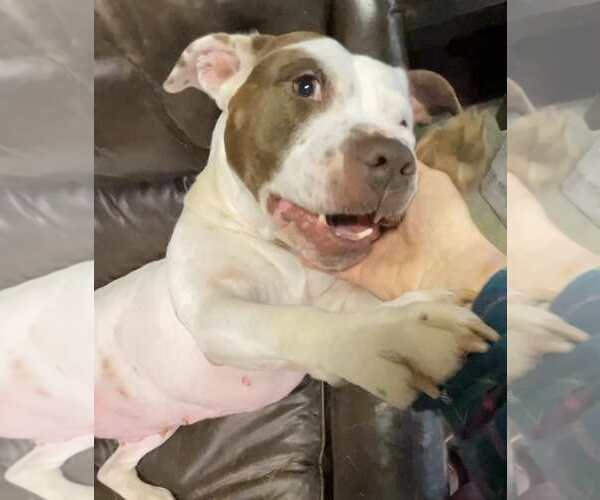 Medium Photo #6 American Staffordshire Terrier-Unknown Mix Puppy For Sale in Holly Springs, NC, USA