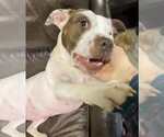Small #5 American Staffordshire Terrier Mix