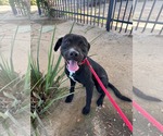 Small #6 Labrador Retriever Mix