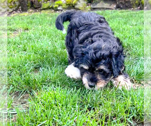 Aussiedoodle Puppy for sale in SALEM, OR, USA
