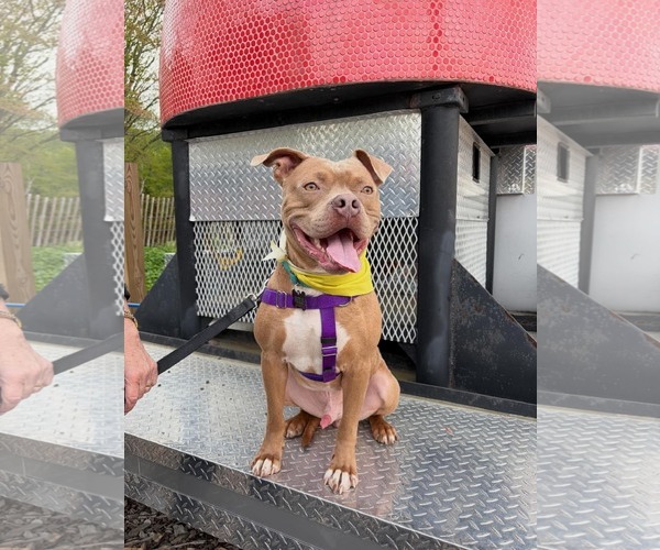 Medium Photo #1 American Staffordshire Terrier-Unknown Mix Puppy For Sale in Westwood, NJ, USA
