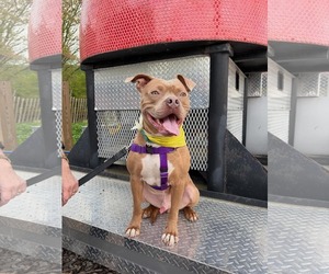 American Staffordshire Terrier-Unknown Mix Dogs for adoption in Westwood, NJ, USA
