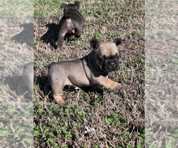 Medium Photo #1 French Bulldog Puppy For Sale in MARIETTA, GA, USA
