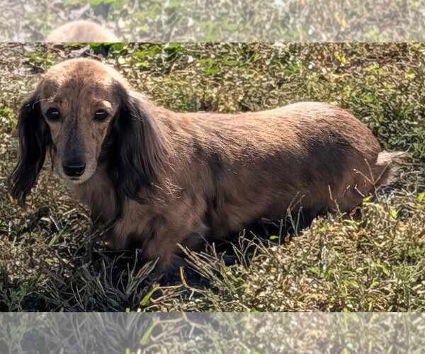 Medium Photo #6 Dachshund Puppy For Sale in Shelbyville, TN, USA