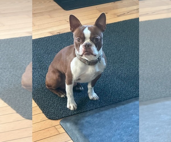 Medium Photo #1 Boston Terrier Puppy For Sale in HENNING, MN, USA