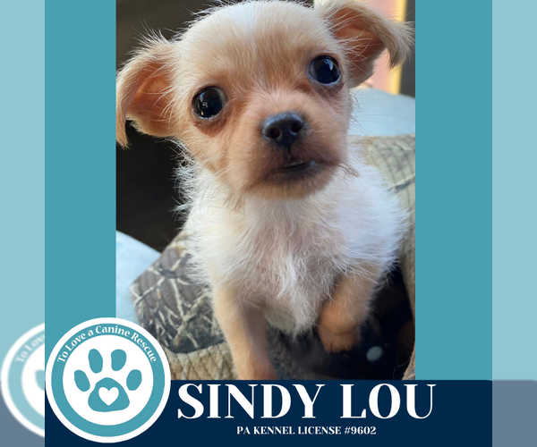 Medium Photo #5 ShiChi Puppy For Sale in Kimberton, PA, USA