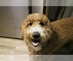Small Photo #13 Goldendoodle Puppy For Sale in MISSOULA, MT, USA