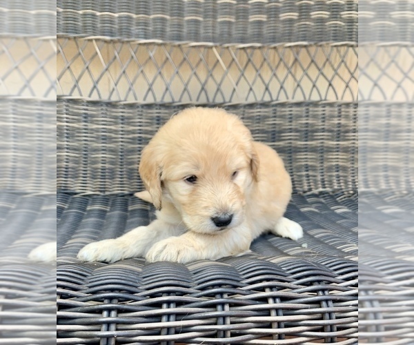 Medium Photo #9 Goldendoodle Puppy For Sale in ELIZABETH, CO, USA
