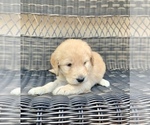 Small Photo #9 Goldendoodle Puppy For Sale in ELIZABETH, CO, USA