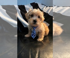 Shorkie Tzu Puppy for sale in VIRGINIA BEACH, VA, USA