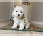Small #1 Maltipoo