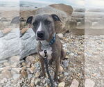 Small American Pit Bull Terrier Mix