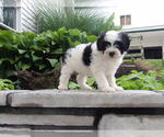 Puppy Vicki Maltipoo
