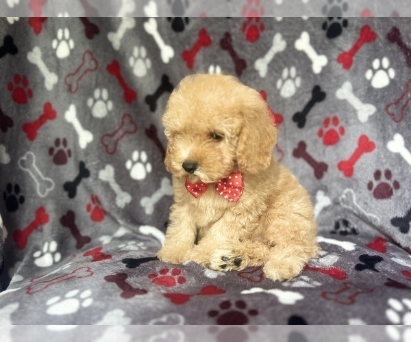Medium Photo #2 Cock-A-Poo Puppy For Sale in LAKELAND, FL, USA