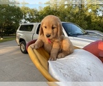 Small Photo #12 Golden Retriever Puppy For Sale in SAUK RAPIDS, MN, USA