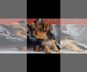 Yorkshire Terrier Puppy for sale in SAN DIEGO, CA, USA