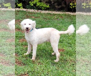 Poodle (Miniature) Dogs for adoption in SAN FRANCISCO, CA, USA