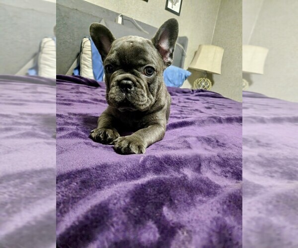 Medium Photo #2 French Bulldog Puppy For Sale in PANAMA CITY, FL, USA